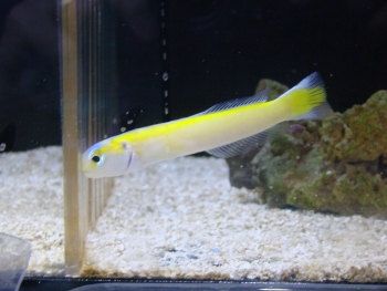  Hoplolatilus luteus (Yellow Tilefish)